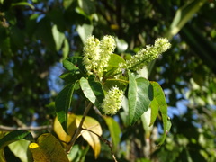 Thouinia paucidentata