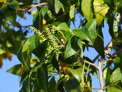 Thouinia paucidentata