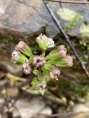 Petasites frigidus palmatus