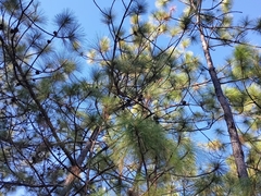 Pinus oocarpa