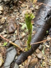 Petasites frigidus palmatus