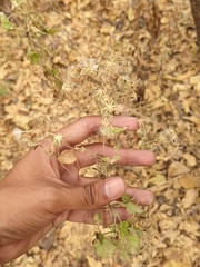 Brickellia coulteri adenopoda