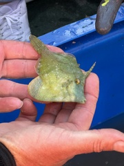 Monacanthus ciliatus