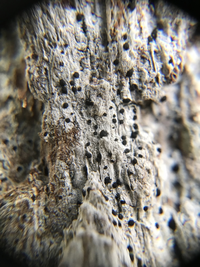 Bactrospora carolinensis