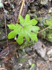 Petasites frigidus palmatus