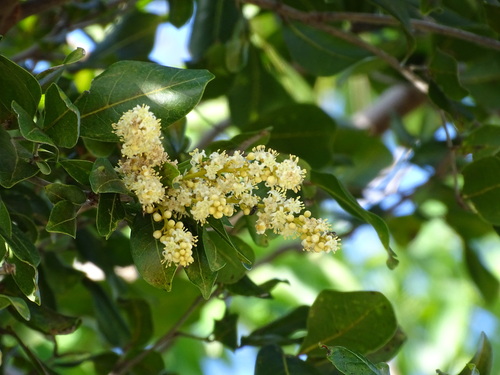 Melicoccus oliviformis, photograph 5