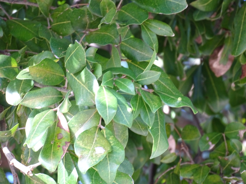 Melicoccus oliviformis; photograph (c) Alexis López Hernández, some rights reserved (CC BY)