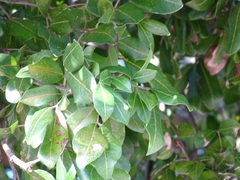 Melicoccus oliviformis