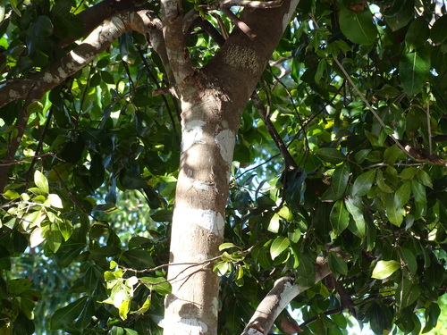 Melicoccus oliviformis, photograph 4