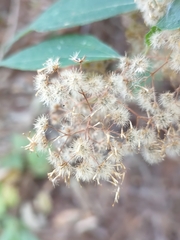 Ageratina areolaris