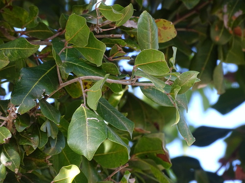 Melicoccus oliviformis, photograph 6