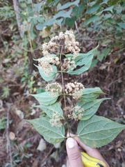 Ageratina areolaris