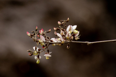 Coursetia glandulosa