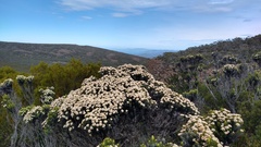Ozothamnus ledifolius