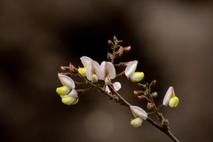 Coursetia glandulosa