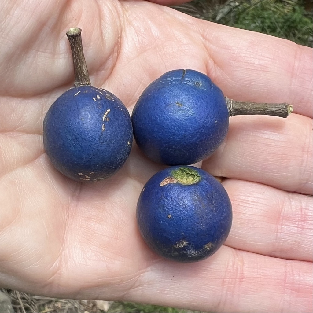 Elaeocarpus grandis - council-listed tree