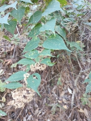 Ageratina areolaris