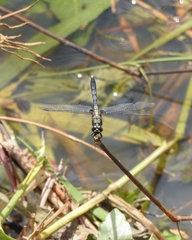 Erythrodiplax basalis