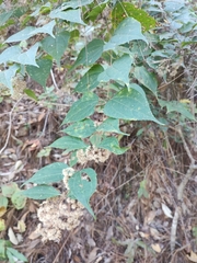 Ageratina areolaris