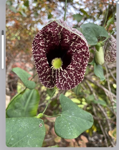 Aristolochia littoralis, 2023-02-23