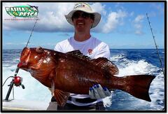 Epinephelus morio