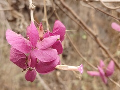 Ipomoea bracteata