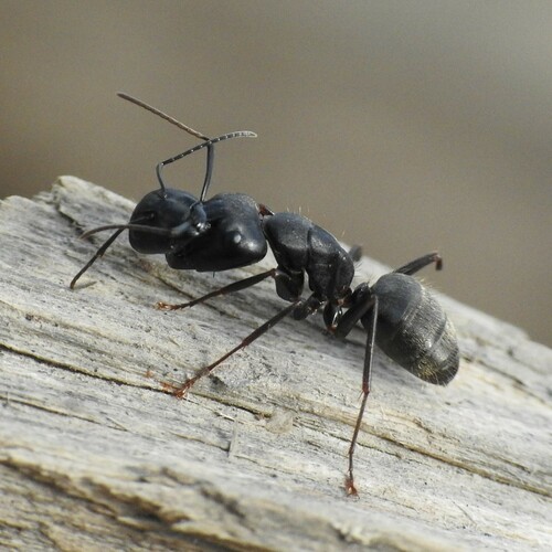 Eastern Black Carpenter Ant, Ohio, US, photo 5 of 10