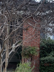 Turdus migratorius