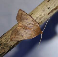 Epiglaea decliva