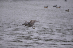 Nycticorax nycticorax