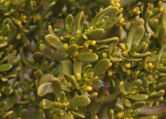 Phoradendron bolleanum