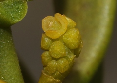 Phoradendron bolleanum