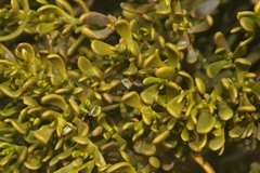Phoradendron bolleanum