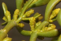 Phoradendron bolleanum