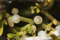 Phoradendron bolleanum