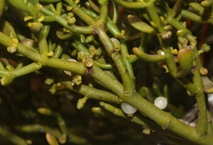 Phoradendron bolleanum