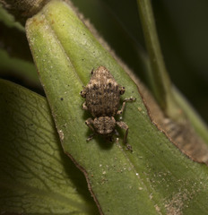 Dasydema hirtella