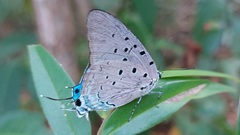 Pseudolycaena marsyas