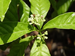 Psychotria nervosa