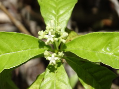 Psychotria nervosa