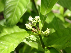 Psychotria nervosa