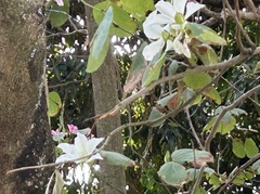 Bauhinia variegata candida