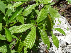 Psychotria nervosa