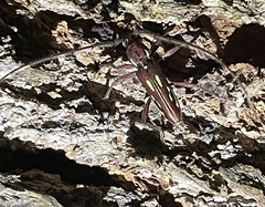 Ambonus distinctus