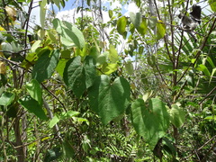 Vitis tiliifolia