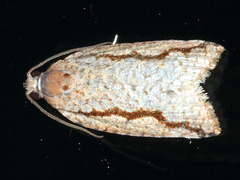 Meritastis