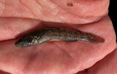 Etheostoma nuchale