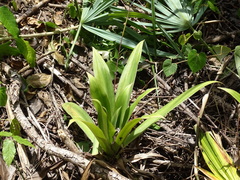 Tradescantia spathacea