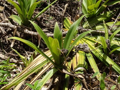 Tradescantia spathacea