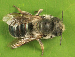 Osmia distincta